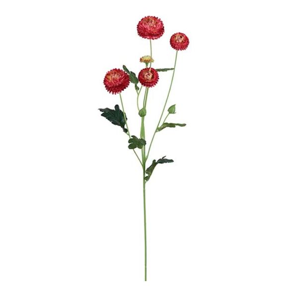 Krysantemum burgunder 60cm